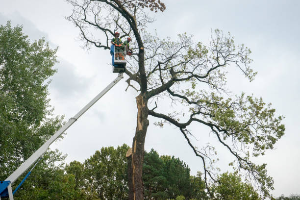 How Our Tree Care Process Works  in  Morrisonville, IL